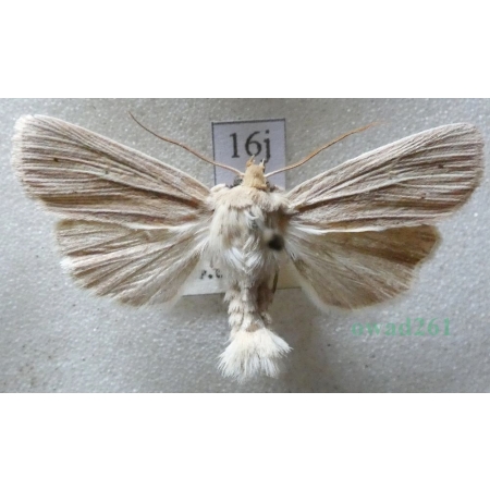 Mythimna impura (Hübner, 1808) Mokradlica bezwstydniczka Czech16j